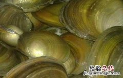 河蚌怎么杀最好 河蚌用什么药杀
