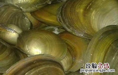 河蚌怎么杀最好 河蚌用什么药杀