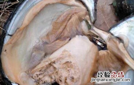 河蚌怎么杀最好 河蚌用什么药杀