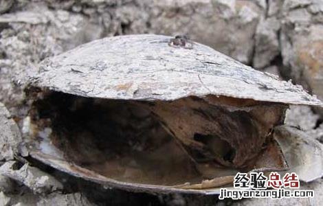 出珍珠的河蚌能吃吗 河蚌能吃吗