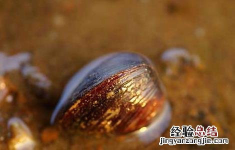 蛤蜊怎么洗干净