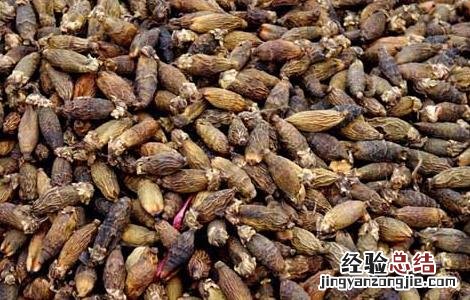 槟榔吃多了会怎么样 槟榔吃多了会怎么样口腔怎么改善
