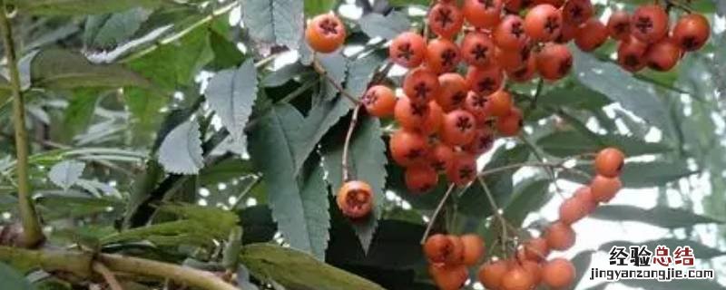 玫瑰果是啥 玫果是什么水果