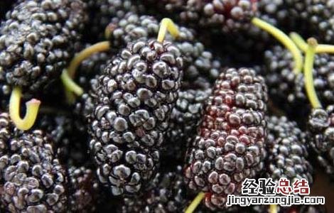 桑葚的保存方法 桑葚的保存方法视频
