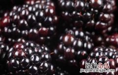桑葚的保存方法 桑葚的保存方法视频