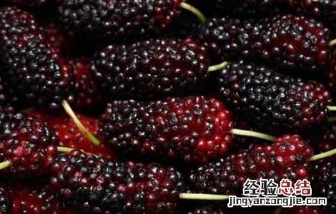 桑葚的保存方法 桑葚的保存方法视频