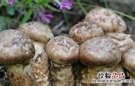 松茸的保存方法 松茸的保存方法先清洗还是先冷藏