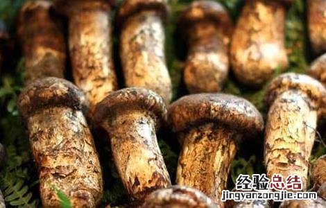 松茸的保存方法 松茸的保存方法先清洗还是先冷藏
