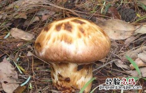 松茸的保存方法 松茸的保存方法先清洗还是先冷藏