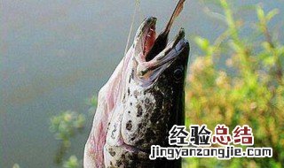 下夜钓如何钓到黑鱼 下夜钓钓到黑鱼经验分析