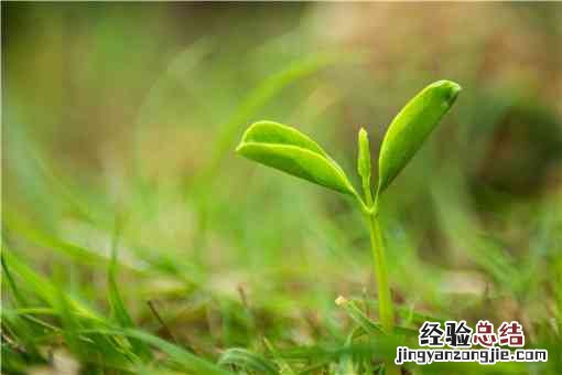 刺嫩芽种植有哪些注意事项 刺嫩芽的栽培技术