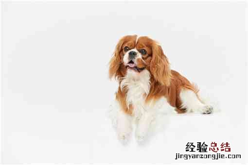 冠毛犬长什么样子 冠毛犬是什么