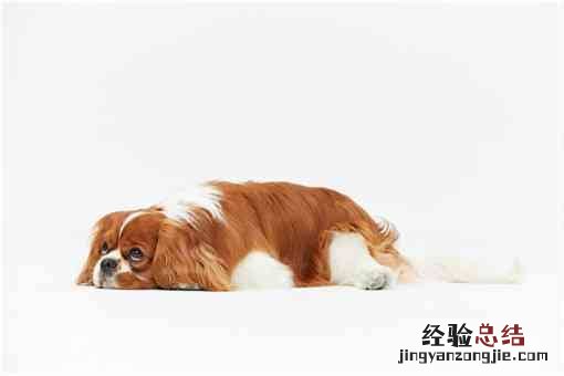 冠毛犬长什么样子 冠毛犬是什么