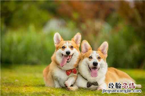 冠毛犬长什么样子 冠毛犬是什么