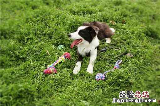 冠毛犬是小型犬吗 冠毛犬是什么狗