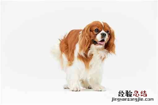冠毛犬是小型犬吗 冠毛犬是什么狗