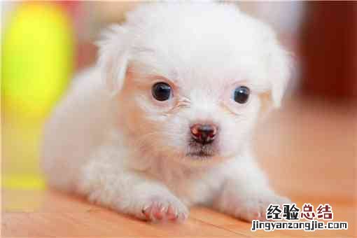 冠毛犬是小型犬吗 冠毛犬是什么狗