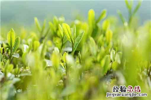 刺老芽怎么栽 刺老芽怎么种植