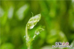 刺老芽怎么栽 刺老芽怎么种植