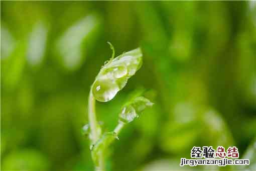 刺老芽怎么栽 刺老芽怎么种植