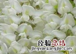 槐树花的药用价值与功效 家槐树花的功效和作用