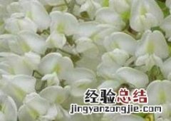 槐树花的药用价值与功效 家槐树花的功效和作用