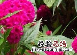 鸡冠花的功效与用法 鸡冠花的功效与用法禁忌