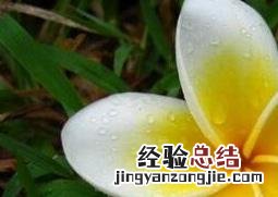 鸡蛋花作用与功效 鸡蛋花的功效与应用