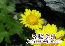 黄野菊花的功效与作用及食用方法 野菊花的药用价值