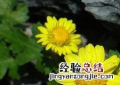 黄野菊花的功效与作用及食用方法 野菊花的药用价值