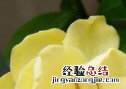 黄栀子花的功效与作用及食用方法 黄栀子花的功效与作用