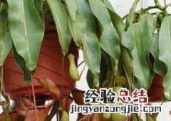 猪笼草如何养殖? 猪笼草如何养殖