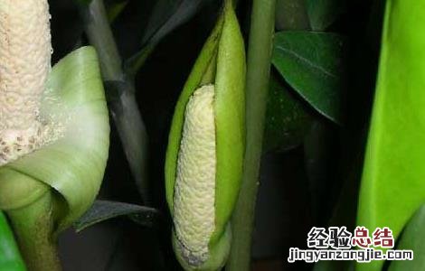 金钱树吸甲醛吗? 金钱树吸甲醛吗