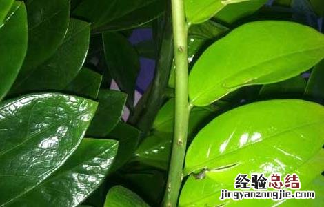 金钱树吸甲醛吗? 金钱树吸甲醛吗