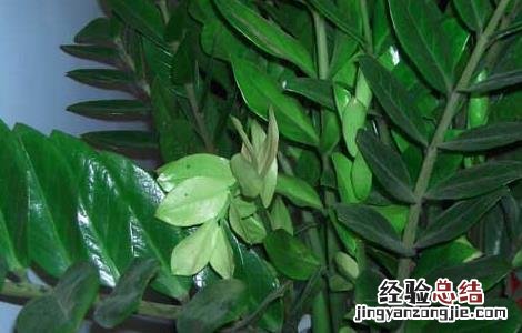 金钱树吸甲醛吗? 金钱树吸甲醛吗