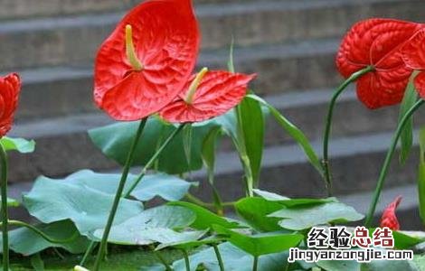 红掌能放在卧室吗 红掌能放在卧室吗
