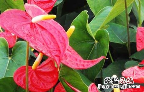 红掌能放在卧室吗 红掌能放在卧室吗