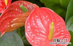 红掌能放在卧室吗 红掌能放在卧室吗