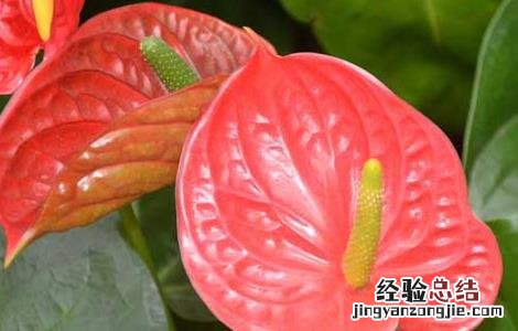 红掌能放在卧室吗 红掌能放在卧室吗