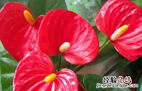 红掌能放在卧室吗 红掌能放在卧室吗