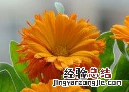金盏花的功效与作用及食用方法 金盏花的功效与作用及食用方法禁忌