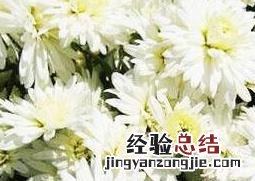 菊花的药用价值和功效 菊花的药用价值和功效与作用