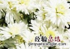 菊花的药用价值和功效 菊花的药用价值和功效与作用