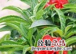 指甲花泡酒的功效和作用 酒泡指甲花的功效与作用