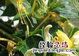 金锒花的功效与作用 金蚒花有什么功效