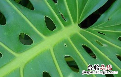 龟背竹能养在室内吗有毒吗 龟背竹能养在室内吗