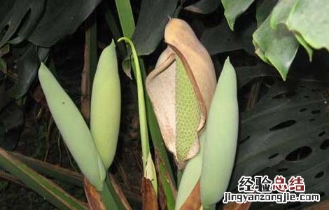 龟背竹能养在室内吗有毒吗 龟背竹能养在室内吗