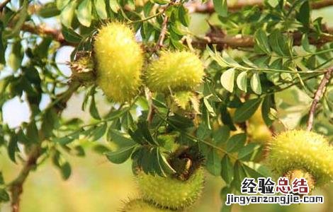 刺梨泡水喝的功效 刺梨泡水喝的功效和作用