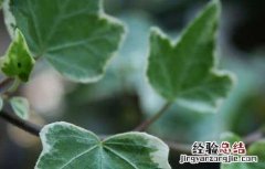 常春藤室外可以种植吗 常春藤能在室内养殖吗