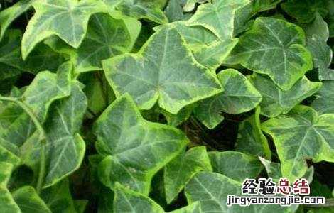 常春藤室外可以种植吗 常春藤能在室内养殖吗